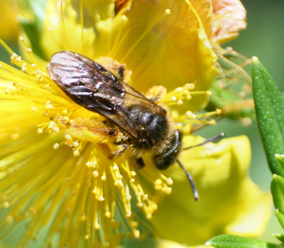 piccolo imenottero da identificare